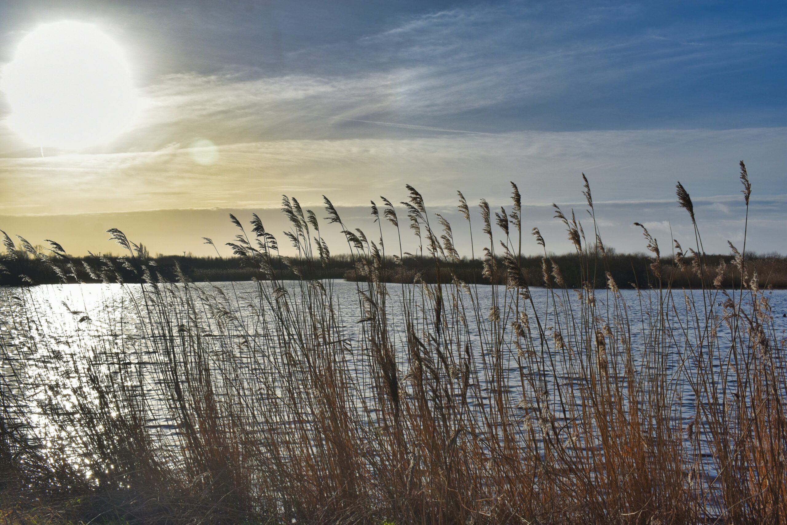 Scenic view of Martin Mere lake in Ormskirk, surrounded by lush greenery, reeds, and vibrant wildlife, with calm water reflecting the sky and nearby trees.